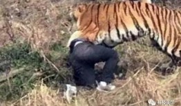 最新爆料斩虎事件是什么,最新爆料背后的真相与悬念